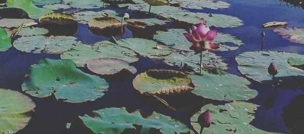 Lotus water lily in pond