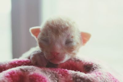Close-up of kitten on pink fabric