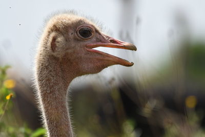 Close-up of a bird looking away