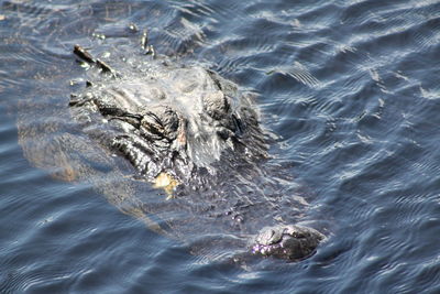 High angle view of crocodile in water