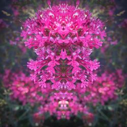 Close-up of flowers blooming outdoors