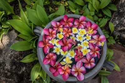 High angle view of purple flowering plants