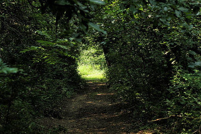 Narrow walkway along trees in park