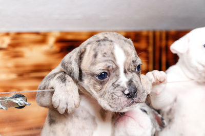Close-up of hand holding puppy