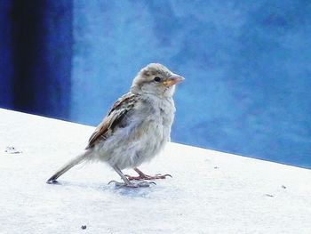 Bird perching on railing