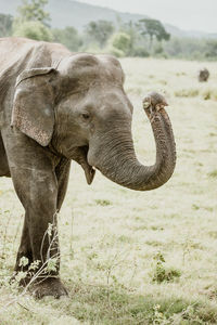 Close-up of elephant on field