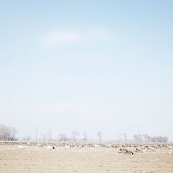 Flock of sheep on field against sky