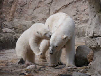 Bears standing by rocks