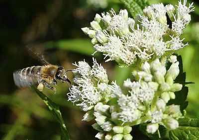 Close-up of butterfly on plant