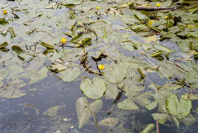 High angle view of water lily in lake