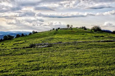 Scenic view of grassy field against sky