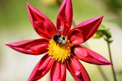 Close-up of bee on red flower