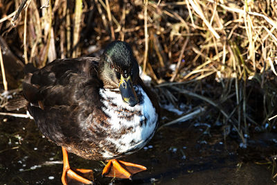 Close-up of bird in lake