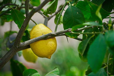 Close-up of fruit growing on tree