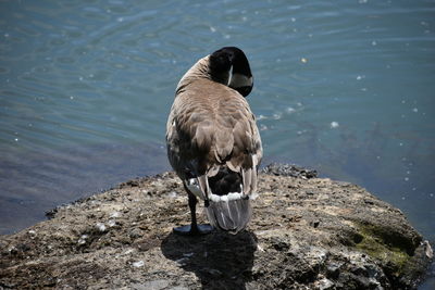 Canada goose on a rock at a pond.