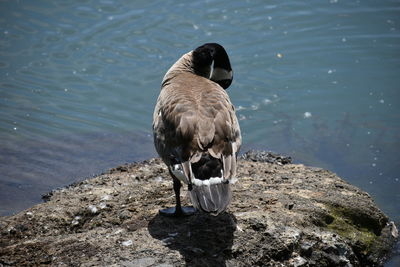 Duck on rock at lakeshore