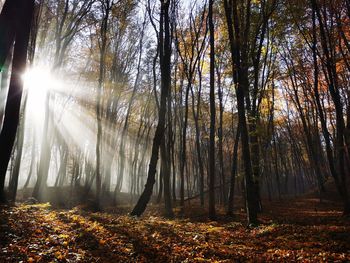 Sunlight streaming through trees in forest