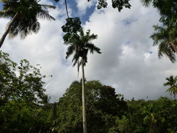 Low angle view of trees against sky