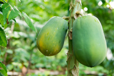 Close-up of fruits on tree