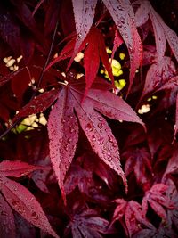 Close-up of red maple leaves