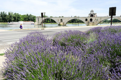 Purple flowering plants by bridge against sky