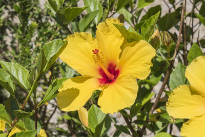 flowering plant