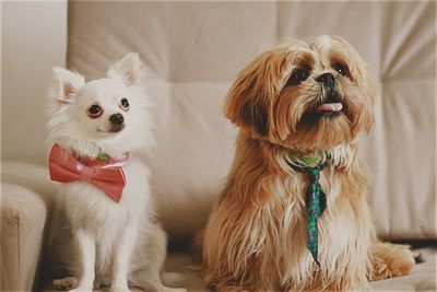 Two dogs in a tie in the couch, staring at the camera