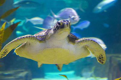 Close-up of turtle swimming in sea