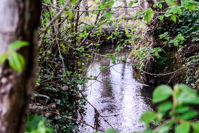Ivy growing on tree in forest