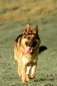 Portrait of a dog running on field