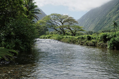 Scenic view of river amidst trees against sky