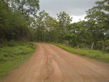 Road passing through forest