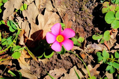 High angle view of pink flowering plant
