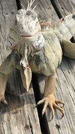 Close-up of iguanas on renaissance island in aruba 