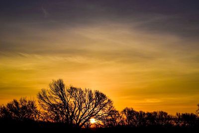 Low angle view of silhouette trees against sky