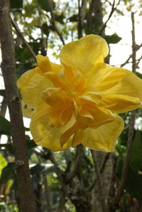 Close-up of yellow flower