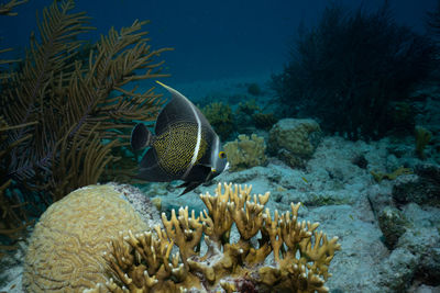 Fish swimming in sea