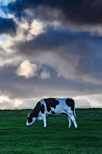 View of dog on field against sky