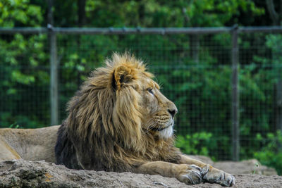 Close-up of a cat in zoo