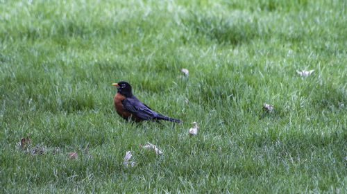 Bird perching on a field