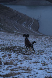 Dog running on snow covered land