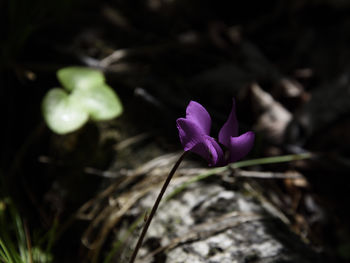 Close-up of pink crocus flower