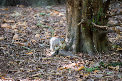 Squirrel on tree trunk