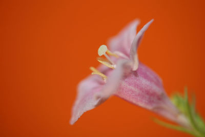 Close-up of orange rose flower