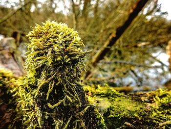 Close-up of plant growing on tree trunk