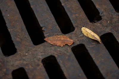 Close-up high angle view of leaf