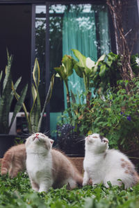 Scottish fold kittens sitting in the garden with green grass.