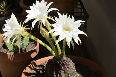 Close-up of white flowers