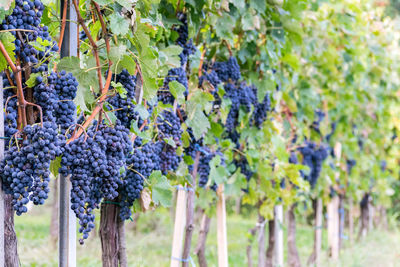 Close-up of grapes in vineyard