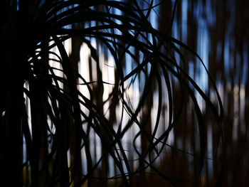 Close-up of silhouette plants growing in forest at dusk